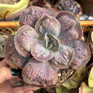 Echeveria Lilac Frost (carunculada)