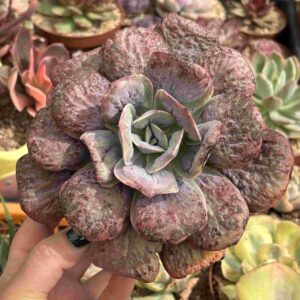 Echeveria Macarrón (carunculada)