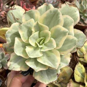 Echeveria Japan Moon River Varegada