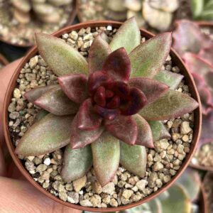 Echeveria Deligth Rose