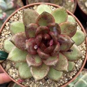 Echeveria Pitaya (coreana)