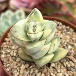 Crassula Moonglow Variegada