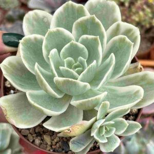 Echeveria Lemon Variegada (con hijitos)