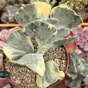 Cotyledon Undulata Variegado