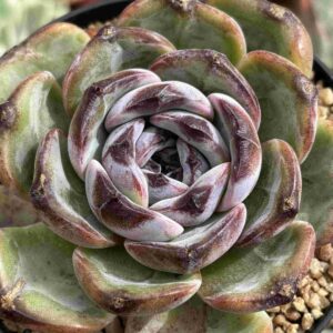 Echeveria Black Orange (Coreana)