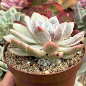 Echeveria Monroe Variegada (con Hijito)