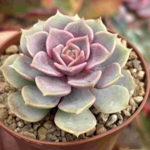 Echeveria Ziji Cluster (coreana)