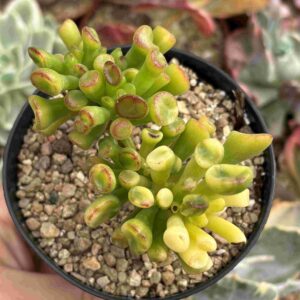 Crassula Ovata Gollum Variegado Yellow (Coreana)