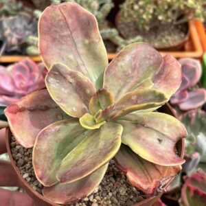 Echeveria Fimbriata Variegada