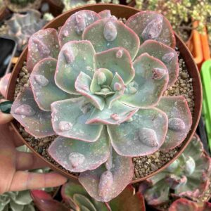 Echeveria New Heights (carunculada)