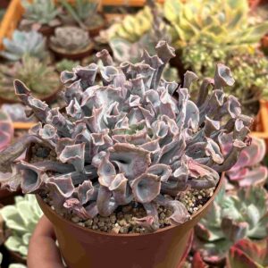 Echeveria Trumpet Pink