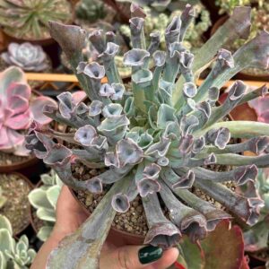 Echeveria Trumpet Pink