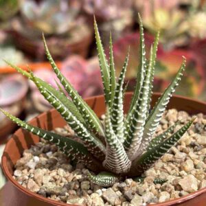 Haworthia Fasciata Variegada (4)