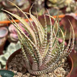 Haworthia Fasciata Variegada (5)