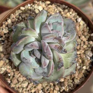 Echeveria Ocean Star (bicéfala, Coreana)