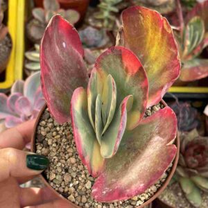 Kalanchoe Thyrsiflora Variegado (con hijitos)