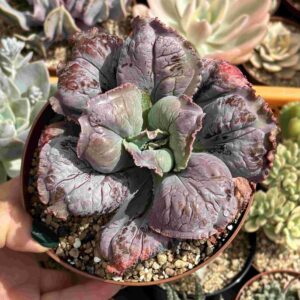 Echeveria Linguas (carunculada)