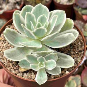 Echeveria Lemon Variegada (con hijito)