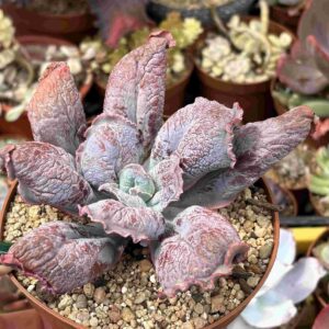Echeveria Linguas (carunculada)