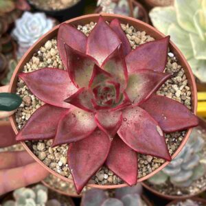 Echeveria Romeo Rubin