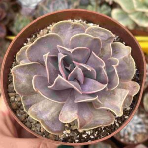 Echeveria Serena