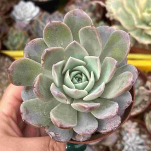 Echeveria Amazing Grace
