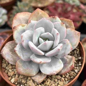 Echeveria Cream Tea