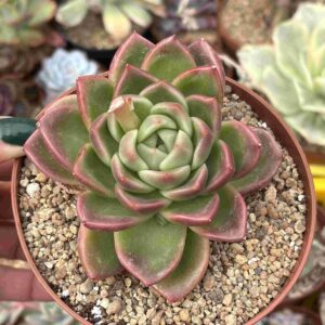Echeveria Agavoides Cagliari