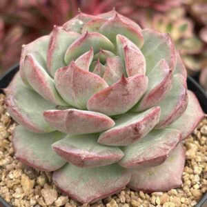 Echeveria Hibrido Coreano
