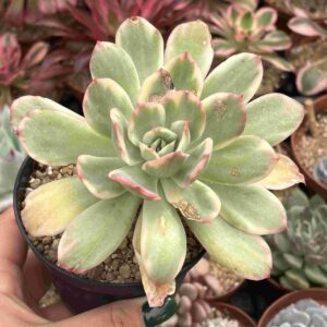 Echeveria Luella Variegada