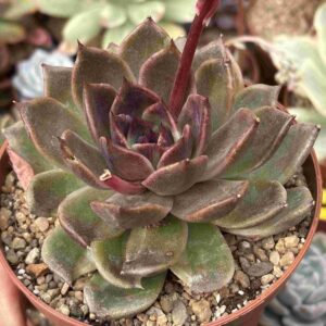 Echeveria Chocolate Mousse
