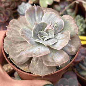 Echeveria Marble (caranculada)