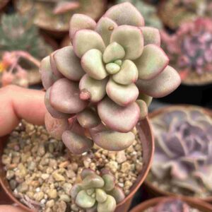 Echeveria Polari Heart (con hijito)