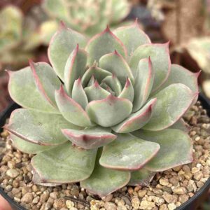 Echeveria Pink Tips