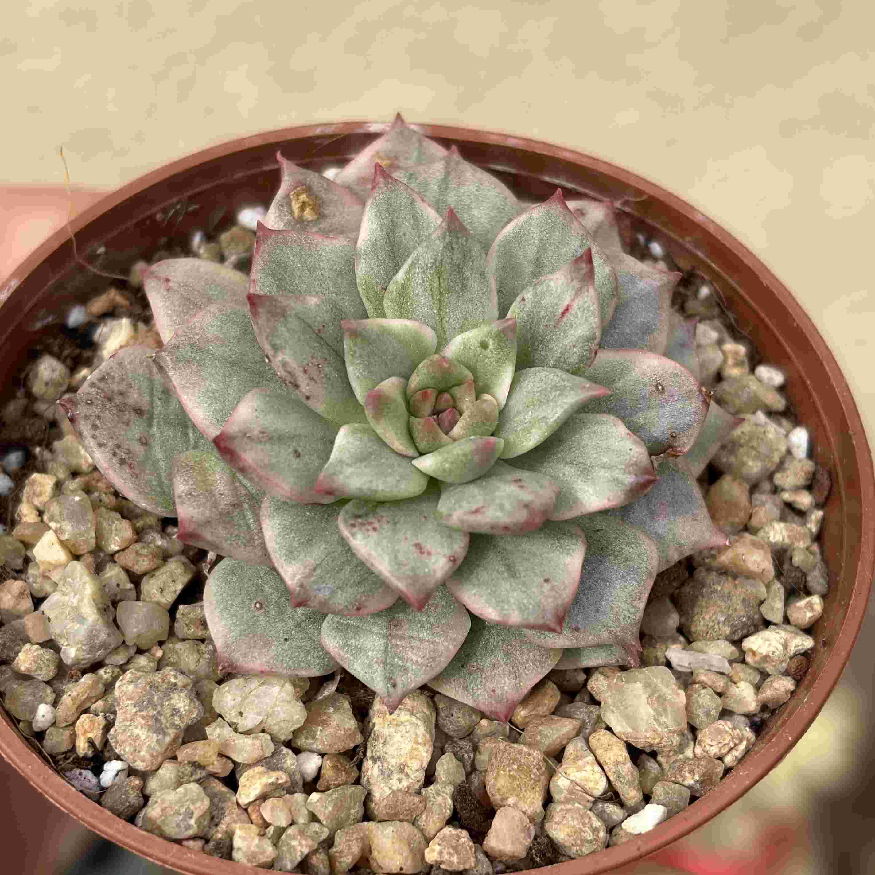 Echeveria Olivia Variegada