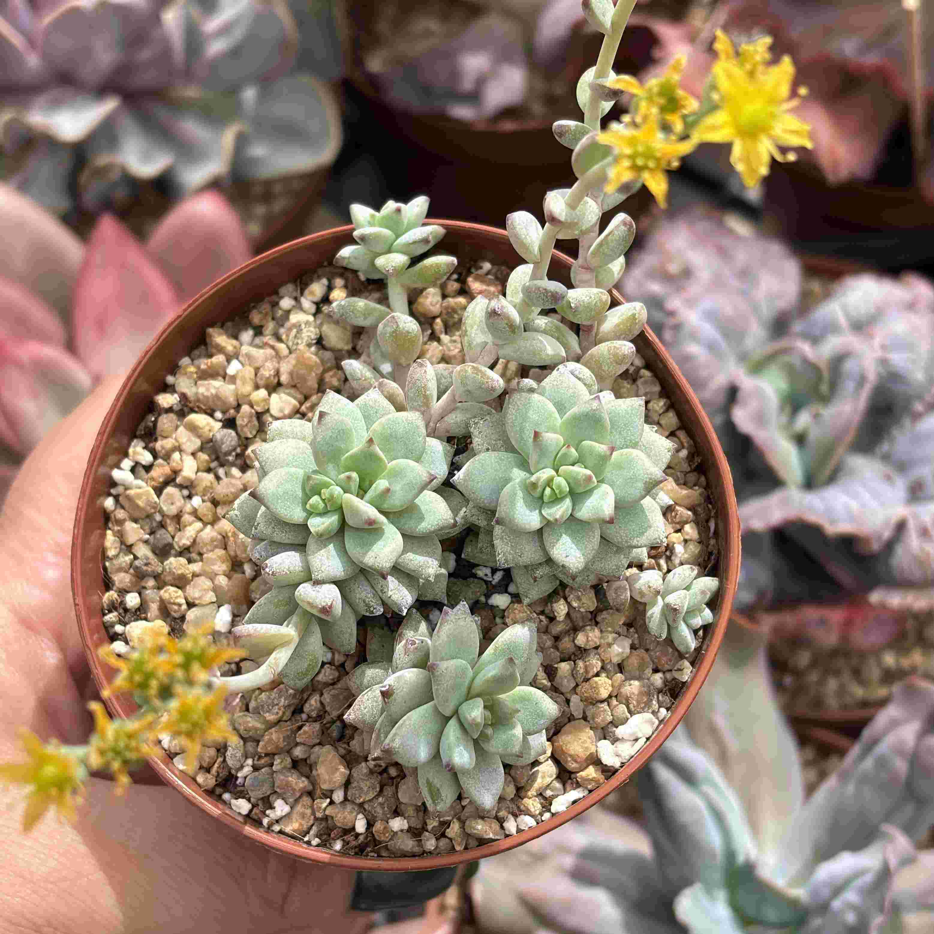 Sedum Perezdelarosae
