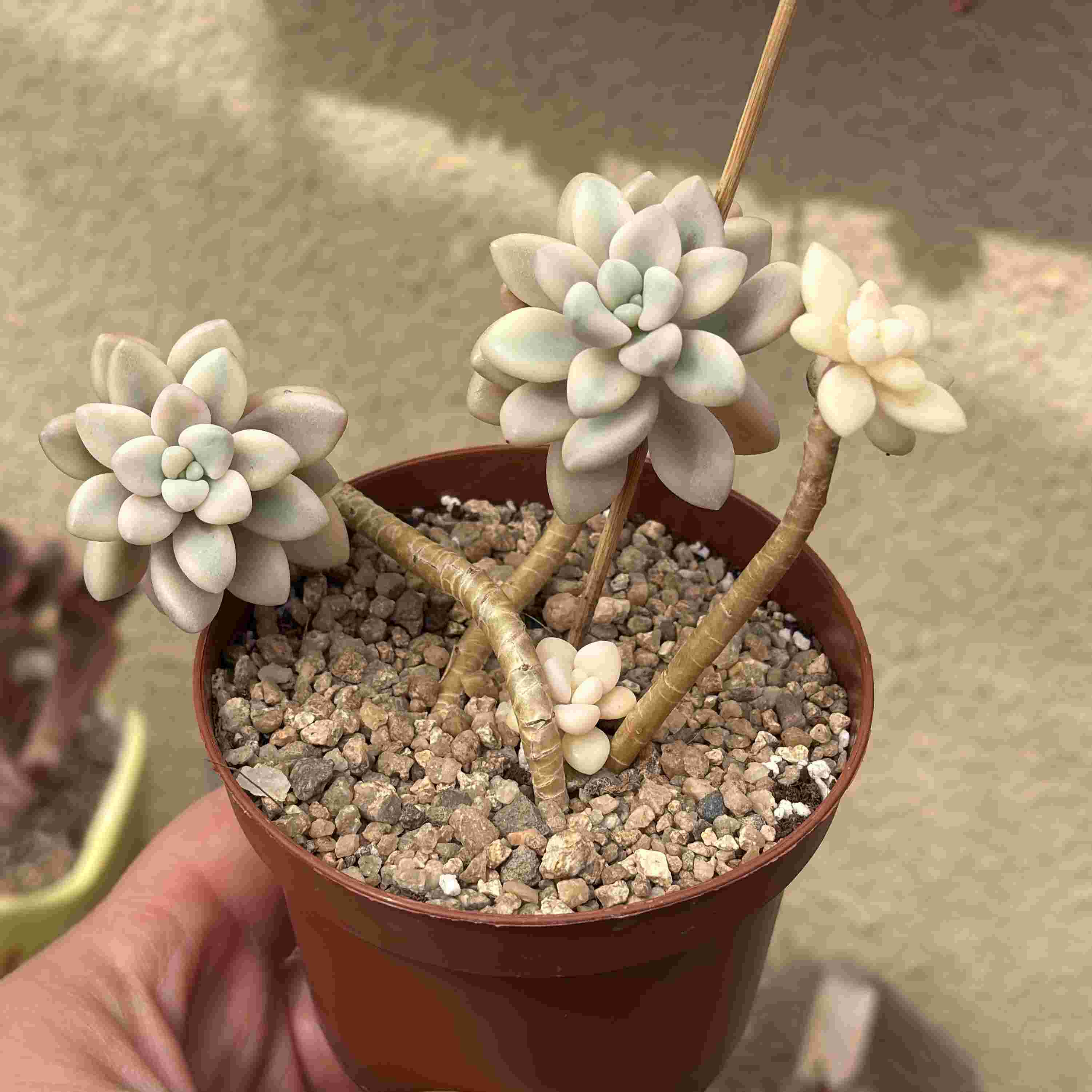 Graptopetalum Ellen Variegado