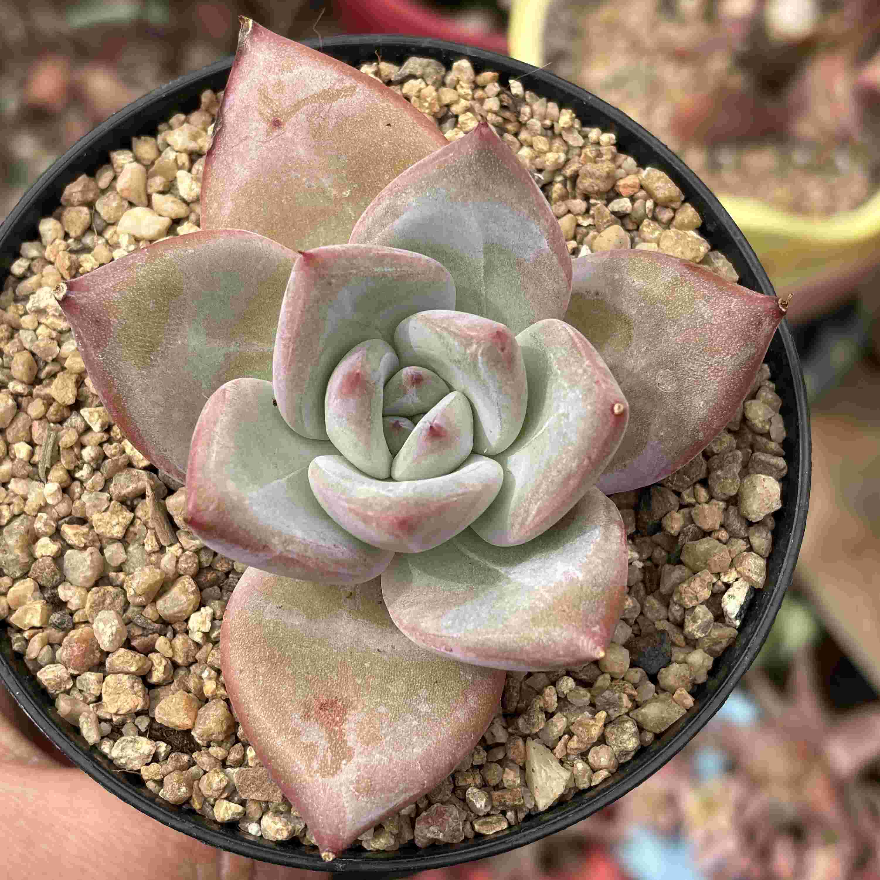 Echeveria Hibrido Coreano
