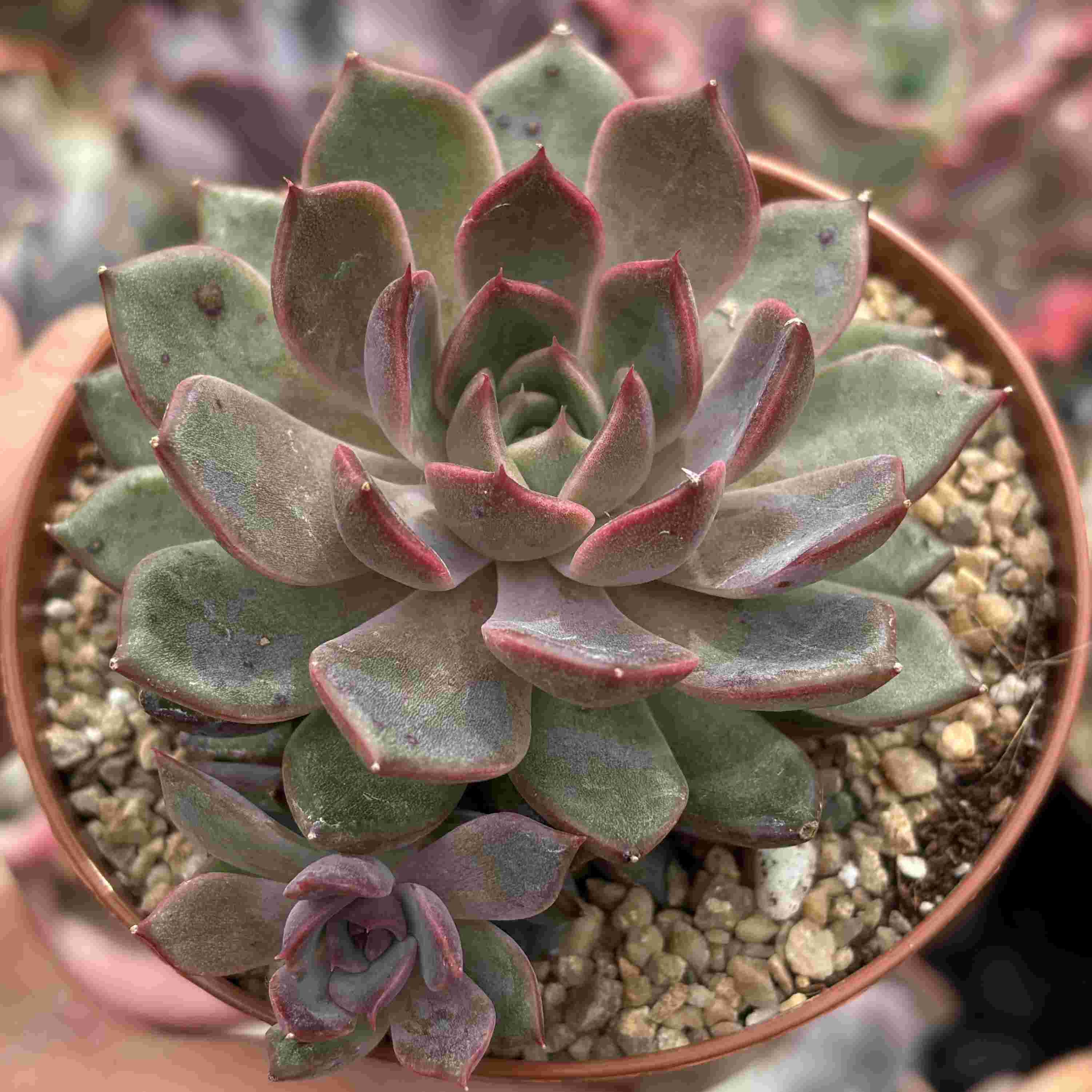Echeveria Controlling Blue Berry (Coreana)