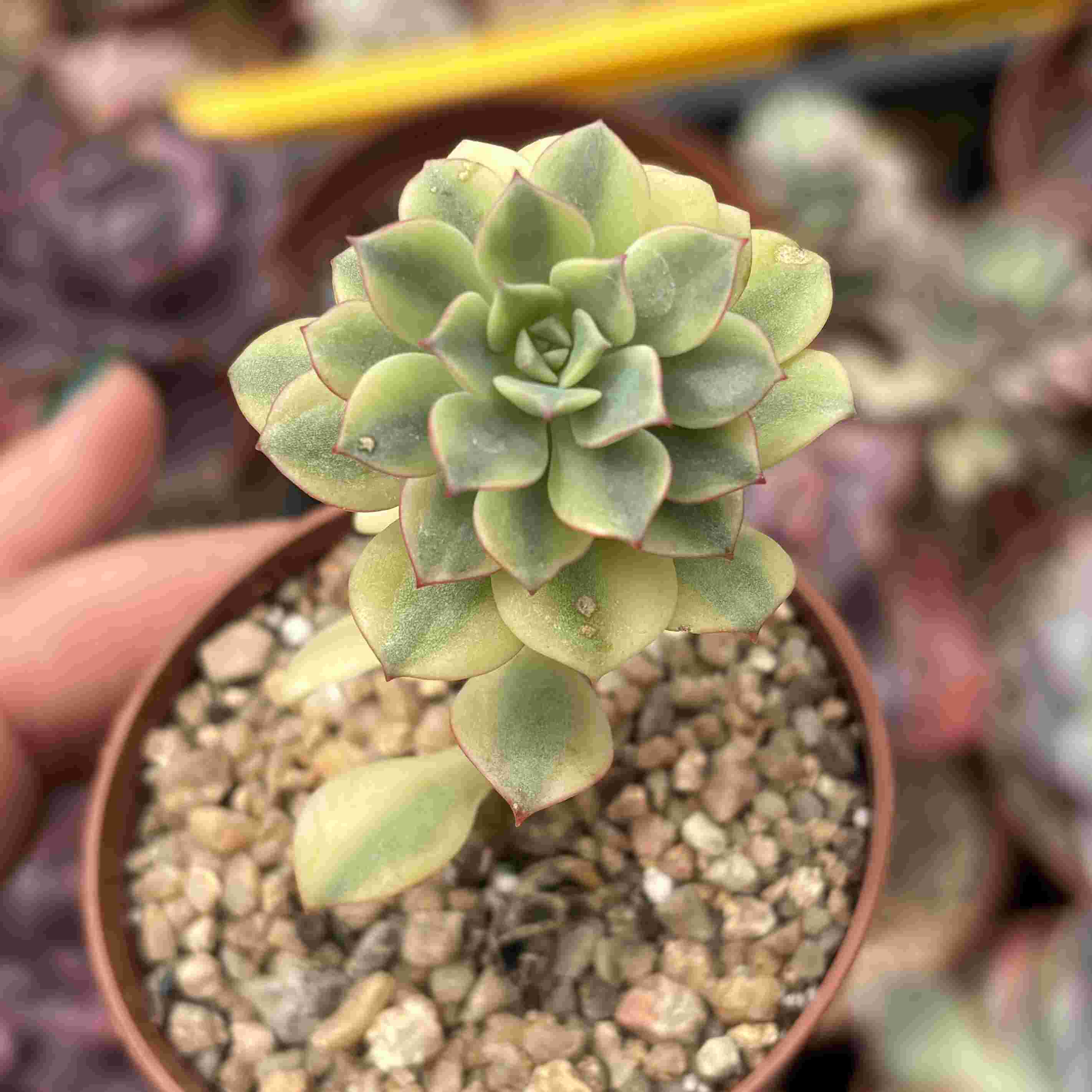 Echeveria Deren Oliver Variegada