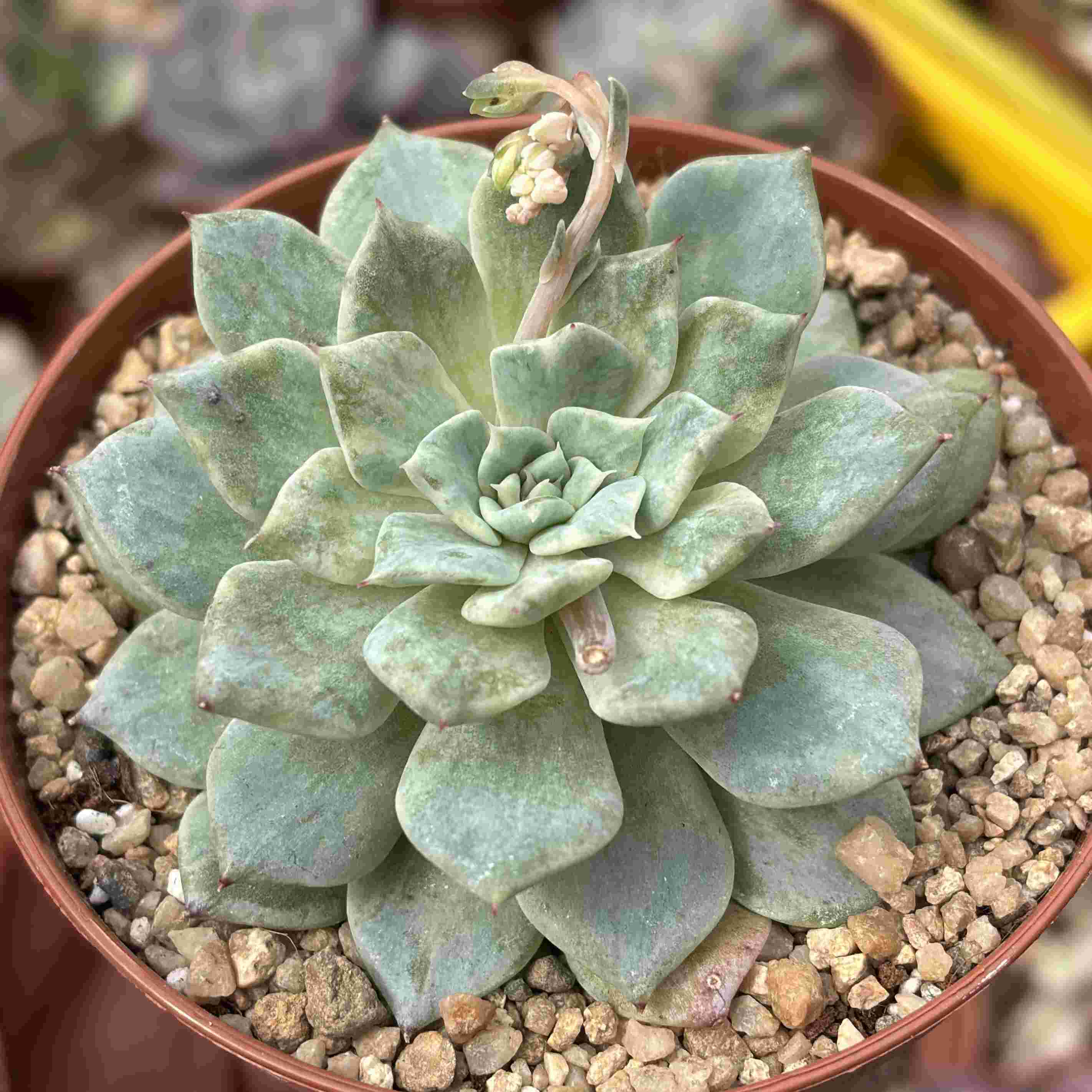 Echeveria California Queen