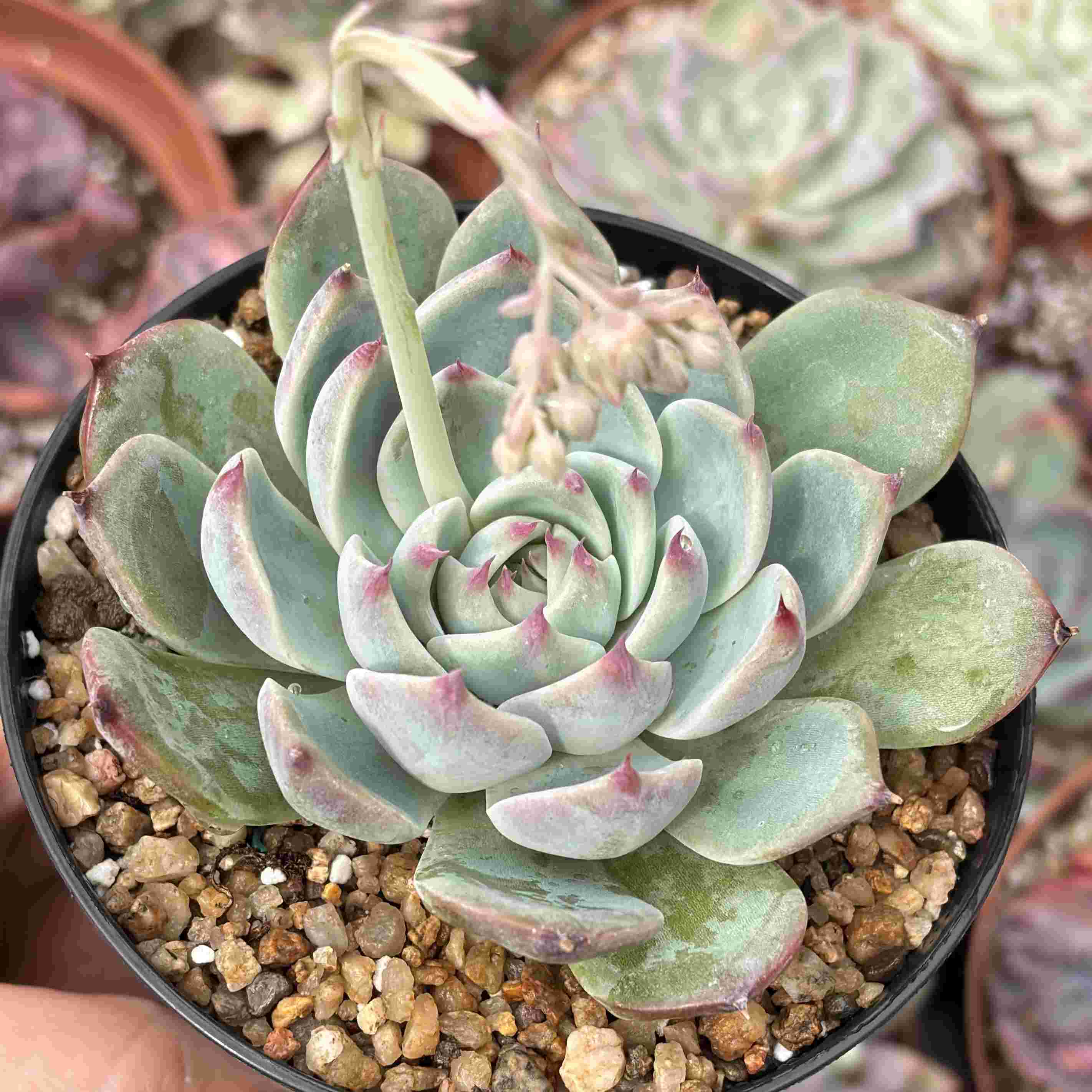 Echeveria Chihuahuensis