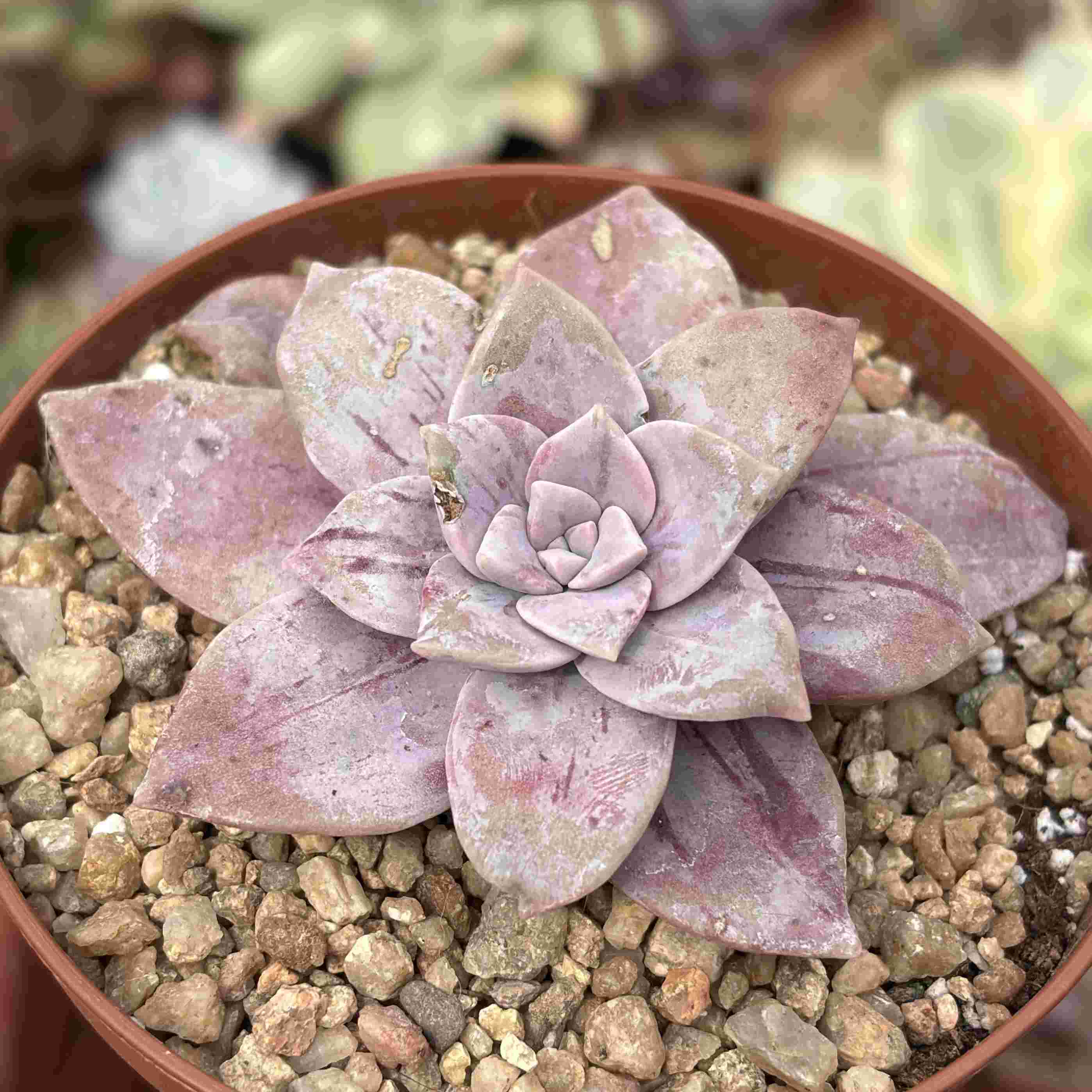 Graptopetalum Superbum Cotton Candy