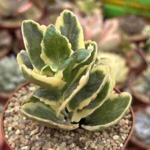 Kalanchoe Blossfeldiana Variegado
