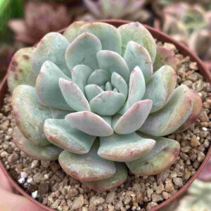 Echeveria Sensation