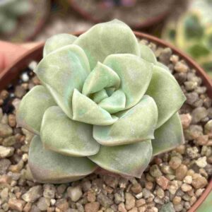 Graptoveria Lovely Rose (carunculada)