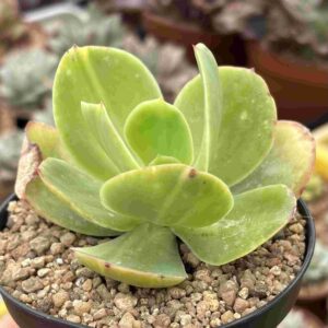 Echeveria Pallida Variegada