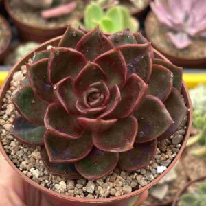 Echeveria Red Light (coreana)