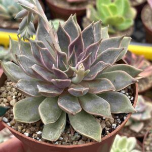 Echeveria Mensa