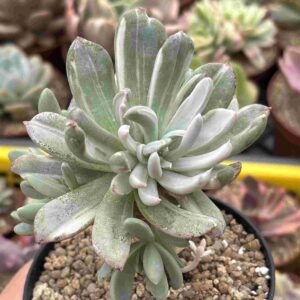 Pachyveria Scheideckeri Variegada